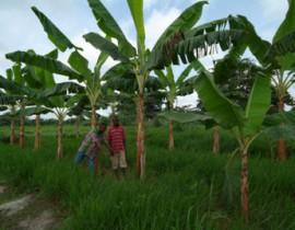 Un projet sur 3 ans initié par Agrisud pour promouvoir les filières agricoles territorialisées dans le district autonome d’Abidjan