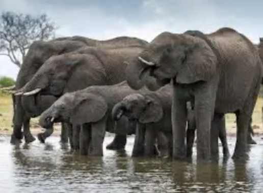 Zimbabwe : un parc national financé par un fonds européen sur 15 ans