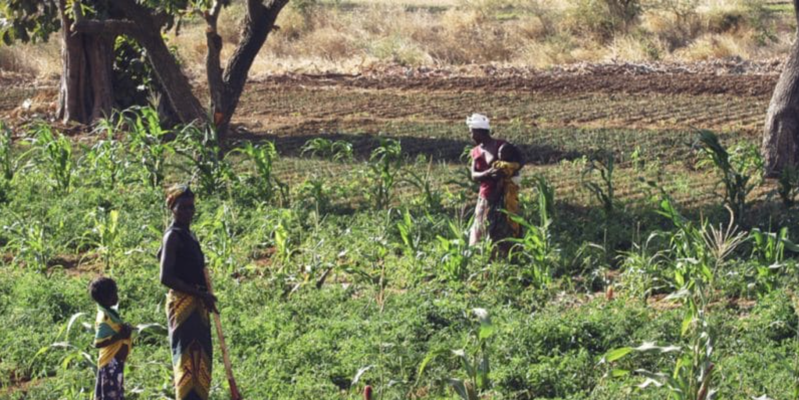 Afrique de l’ouest : le Pafao lance un appel à projets d’agriculture familiale