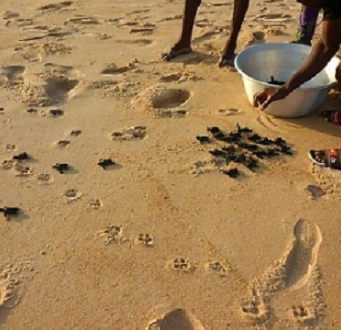 Protéger les tortues marines au Togo : L’autre projet du Groupe HeidelbergCement Togo qui impacte la biodiversité