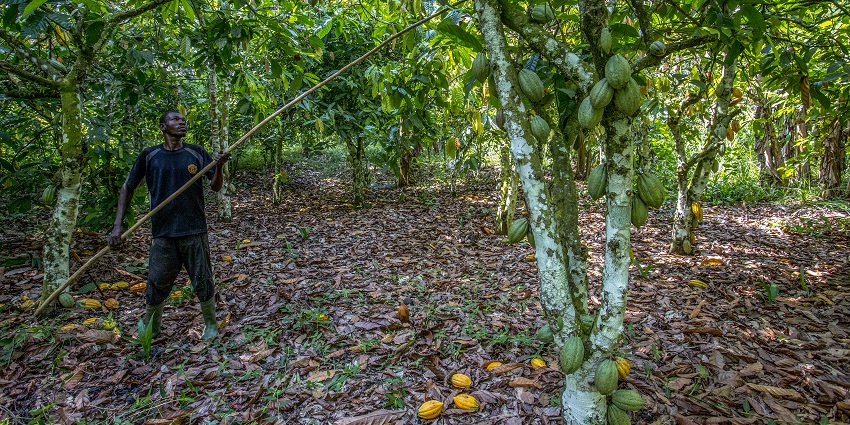 Fondation Grameen Crédit Agricole : le Programme SSNUP soutient les coopératives de cacao en Côte d’Ivoire