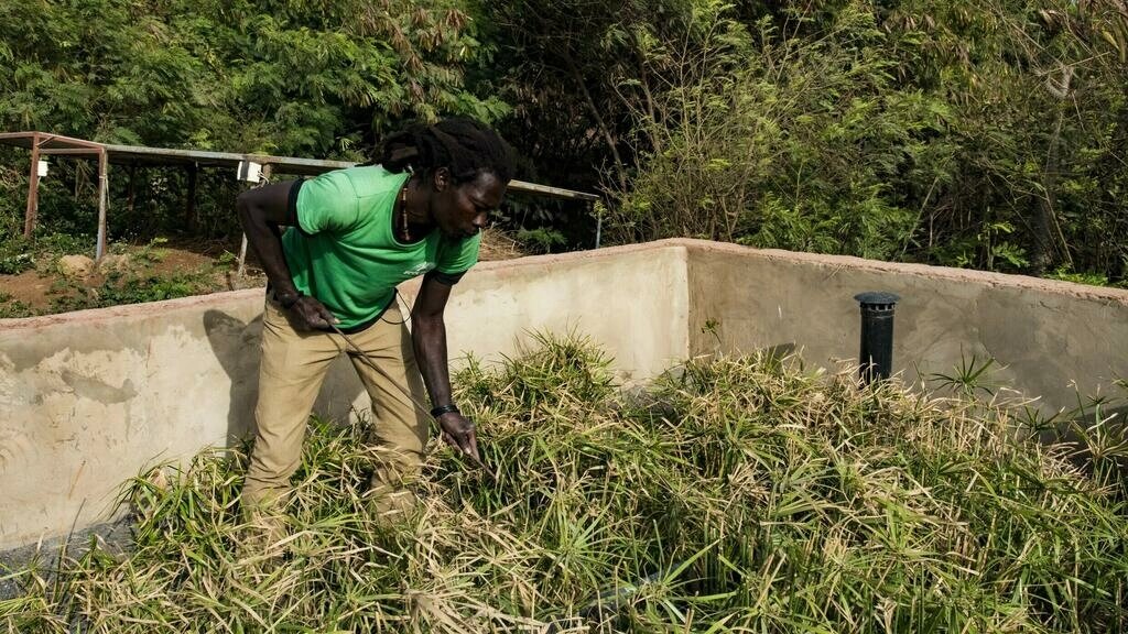 Il recycle les eaux usées : le filtre planté prend racine au Sénégal