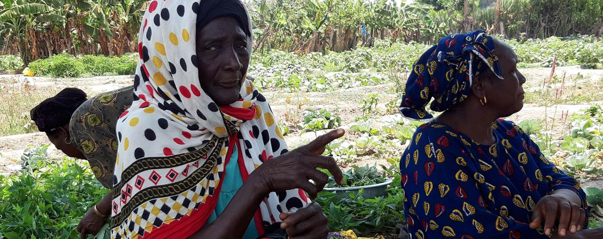 Guinée : avec AdaptAction de l’AFD, le maraîchage local s’adapte au changement climatique