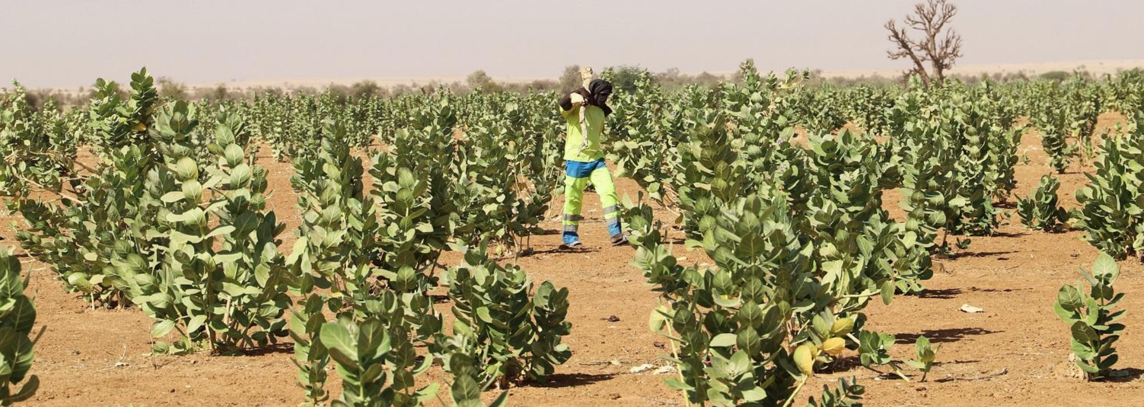Quel rôle pour les États dans l’information agricole en Afrique subsaharienne ?