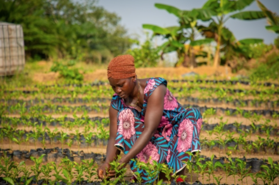 E’Sens : valoriser la production locale d’agrumes en Côte d’Ivoire avec I&P