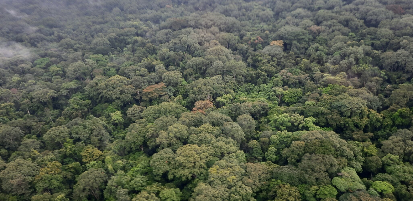 Crédits carbone : TotalEnergies investit dans la forêt gabonaise, avec l’acquisition de parts dans la Compagnie des Bois du Gabon