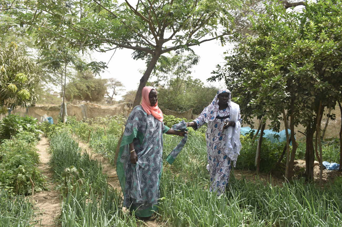 « Tout ce que nous consommons vient de nos parcelles » : au Sénégal, l’agroécologie au service de l’indépendance des femmes