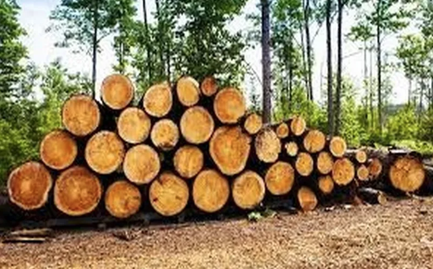 TotalEnergies acquiert le capital de la Compagnie des bois du Gabon auprès de Criterion Africa Partners