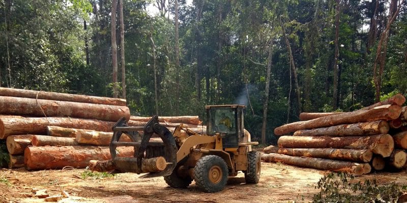Gabon : TotalEnergies et CBG lancent un nouveau modèle de gestion forestière