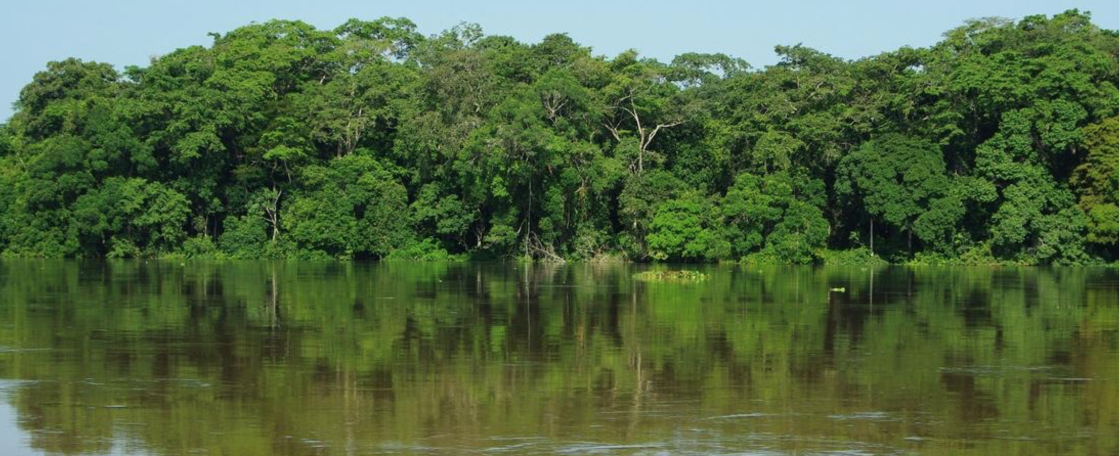 Etat des forêts d’Afrique centrale : un nouveau rapport en collaboration avec le CIRAD pour mieux gérer les écosystèmes forestiers du bassin du Congo