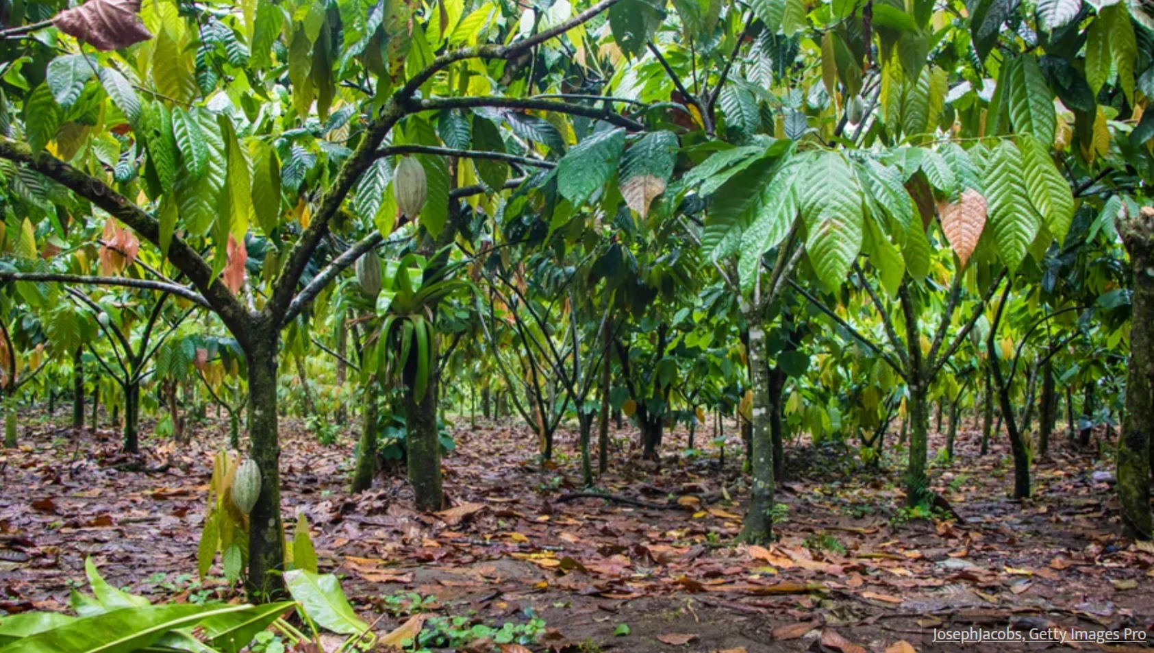 La Côte d’Ivoire et l’Union Européenne travaillent pour un cacao durable et respectueux de l’environnement