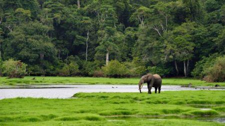 Le Gabon s’apprête à lancer la plus grande émission d’obligations vertes en Afrique