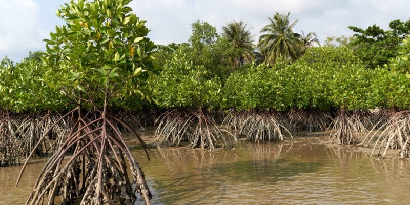 Guinée-Bissau : 9 millions de dollars du Fonds Vert pour le Climat pour la résilience climatique des agriculteurs côtiers
