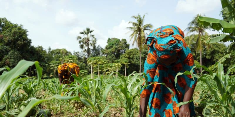 1,4 milliard de dollars pour la résilience climatique de petits exploitants agricoles