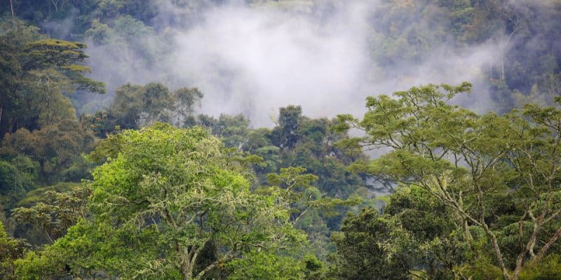 Gabon : les enjeux du One Forest Summit
