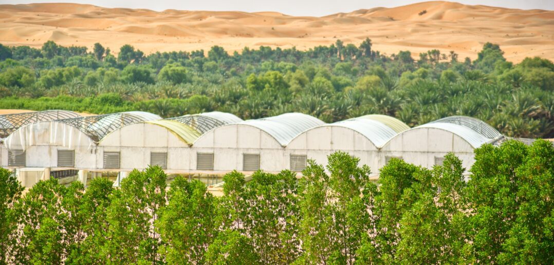 Milieu aride au Maroc : Sand to Green injecte 1 million de dollars dans son modèle de plantations