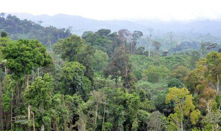 Bénin : la Banque mondiale accorde 30 millions $ pour la gestion durable des forêts