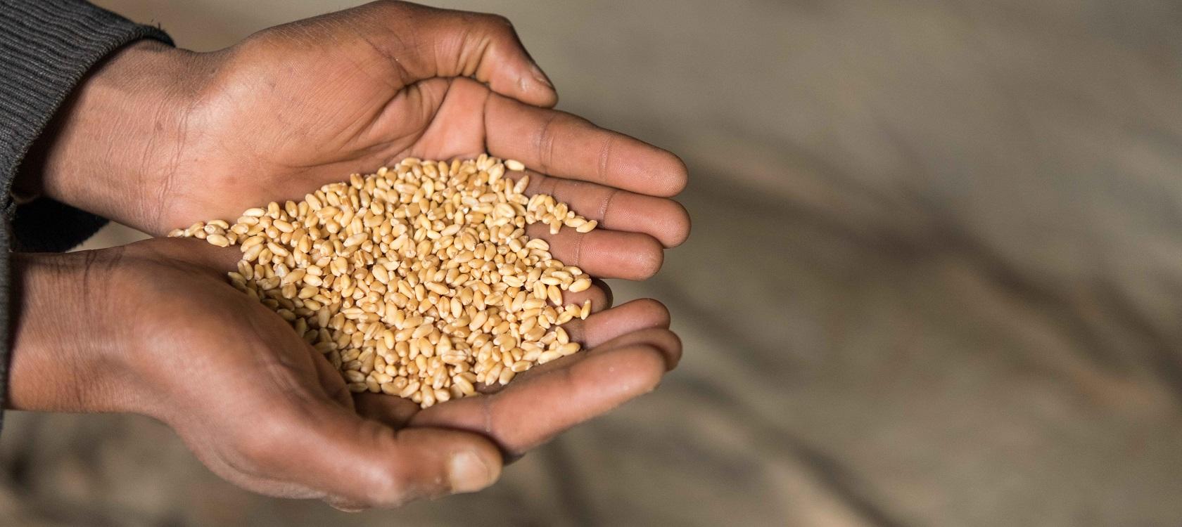 En Ethiopie, la distribution de semences aux agriculteurs touchés par la guerre a démarré, financée par l’AFD et l’UE