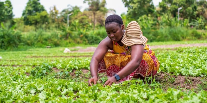 Afrique : restauration des terres dégradées et sécheresse, quel rôle pour les femmes? 