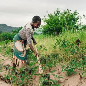 Les projets de la Fondation Egis – Adaptation climatique et subsistance durable au Kenya